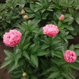 Пион Кэти`с Тач