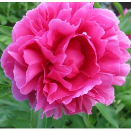 Пион Роуз Харт