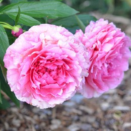 Пион Роуз Харт