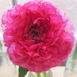 Пион Роуз Харт