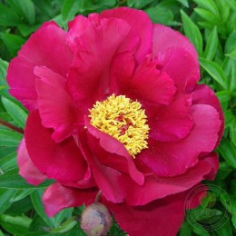 Пион Топека Гарнет