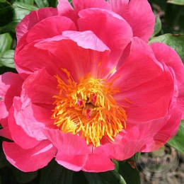 Пион Людовика