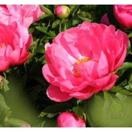 Пион Людовика