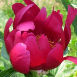 Пион Скарлет Тэнэджер