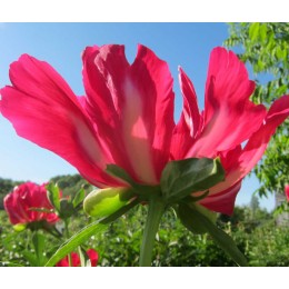 Пион Скарлет Тэнэджер