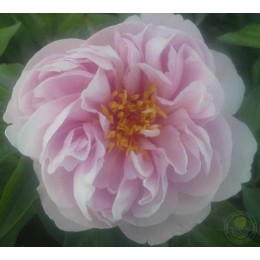 Пион Пинк Ванганд