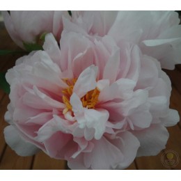 Пион Пинк Ванганд