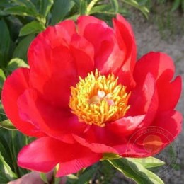 Пион Брайт Найт