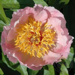 Пион Свит Мей