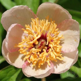 Пион Фан Тан