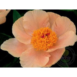 Пион Эприкот Уиспер