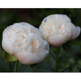 Пион Конл Оуэн Казинс