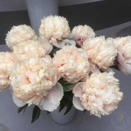 Пион Конл Оуэн Казинс