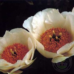 Пион Айвори Уайт Сосер