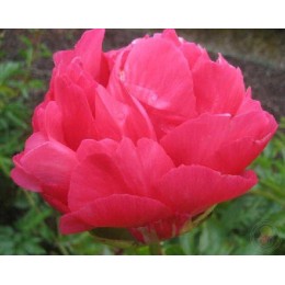 Пион Паладин