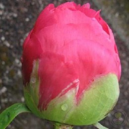 Пион Паладин