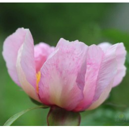 Пион Май Флери