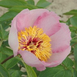 Пион Май Флери