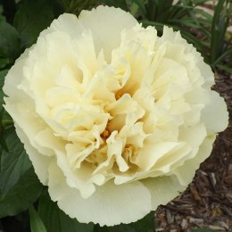 Пион Ванилла Шнапс