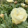 Пион Ванилла Шнапс