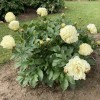 Пион Ванилла Шнапс