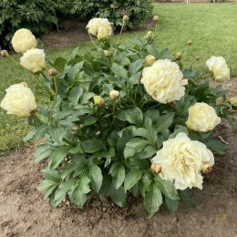 Пион Ванилла Шнапс