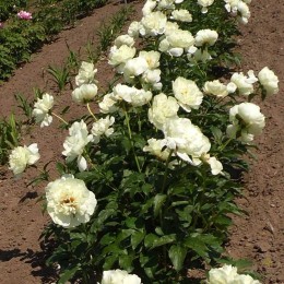 Пион Ванилла Шнапс