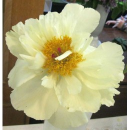 Пион Ванилла Шнапс