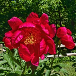 Пион Голден Глоу