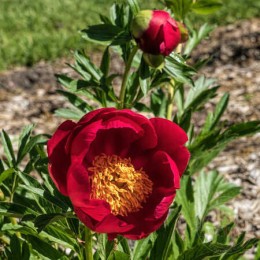 Пион Голден Глоу