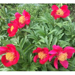 Пион Голден Глоу