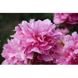 Пион Прери Принсесс