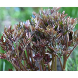 Пион Прелюд