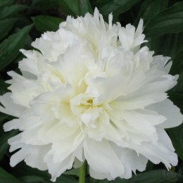 Пион Бин Цин / Ледяной Бриз / Перламутровый Лёд