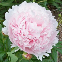 Пион Рейн Делюкс