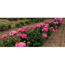 Пион Куин ов Шиба