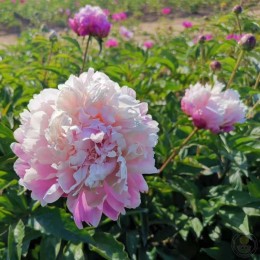 Пион Фэнь Лин Хун Хуа