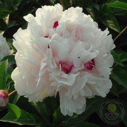 Пион Фэнь Лин Хун Хуа