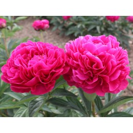 Пион Хэ Лань Хун