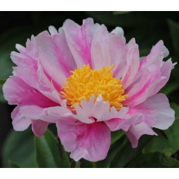 Пион Авалон