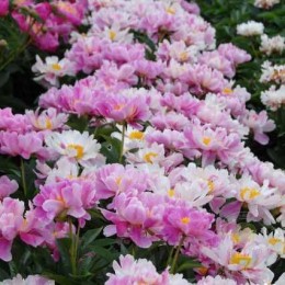 Пион Авалон