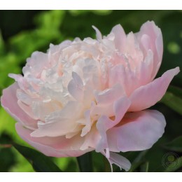 Пион Сольвейг