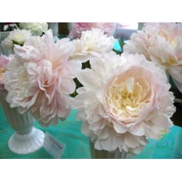 Пион Сольвейг