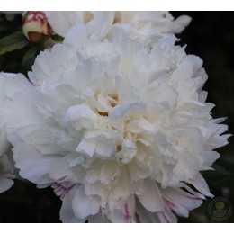 Пион Эскимо Пай