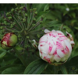 Пион Эскимо Пай