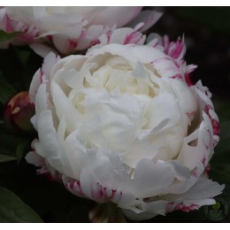 Пион Эскимо Пай