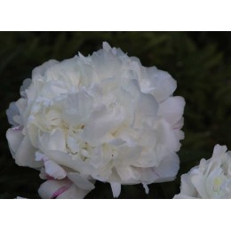 Пион Эскимо Пай