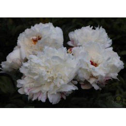 Пион Эскимо Пай