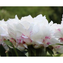 Пион Эскимо Пай