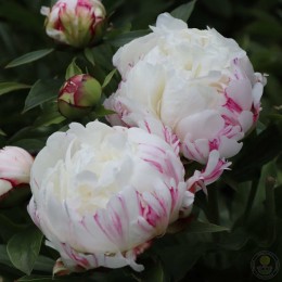 Пион Эскимо Пай